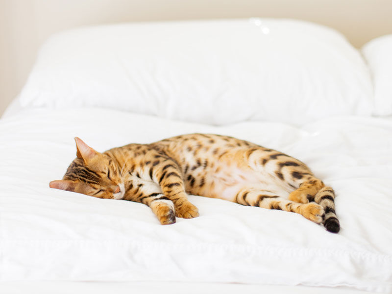 Striped cat lying on a bed with white bedding