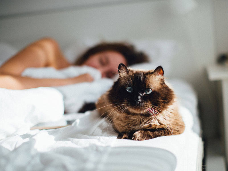 Katze, die auf der Bettkante liegt mit einer schlafenden Frau im Hintergrund