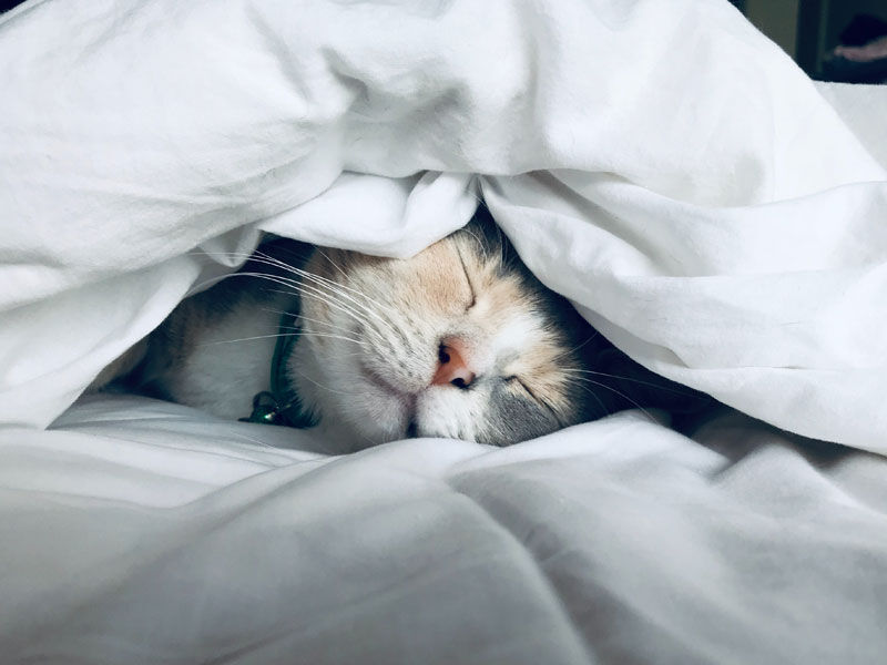 Entspannende Katze liegt eingemulmt in Decke auf dem Bett